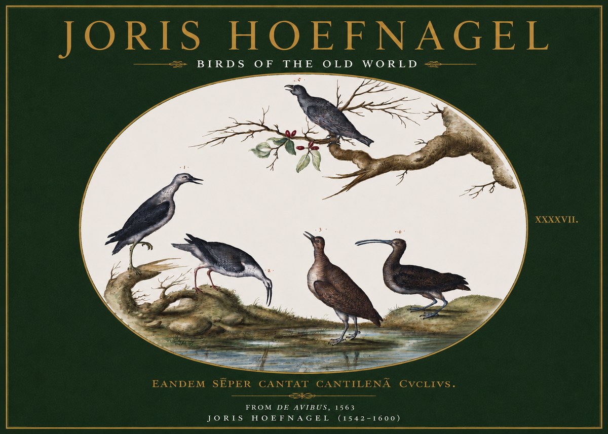 Joris Hoefnagel Birds of the Old World No3 - Plakat
