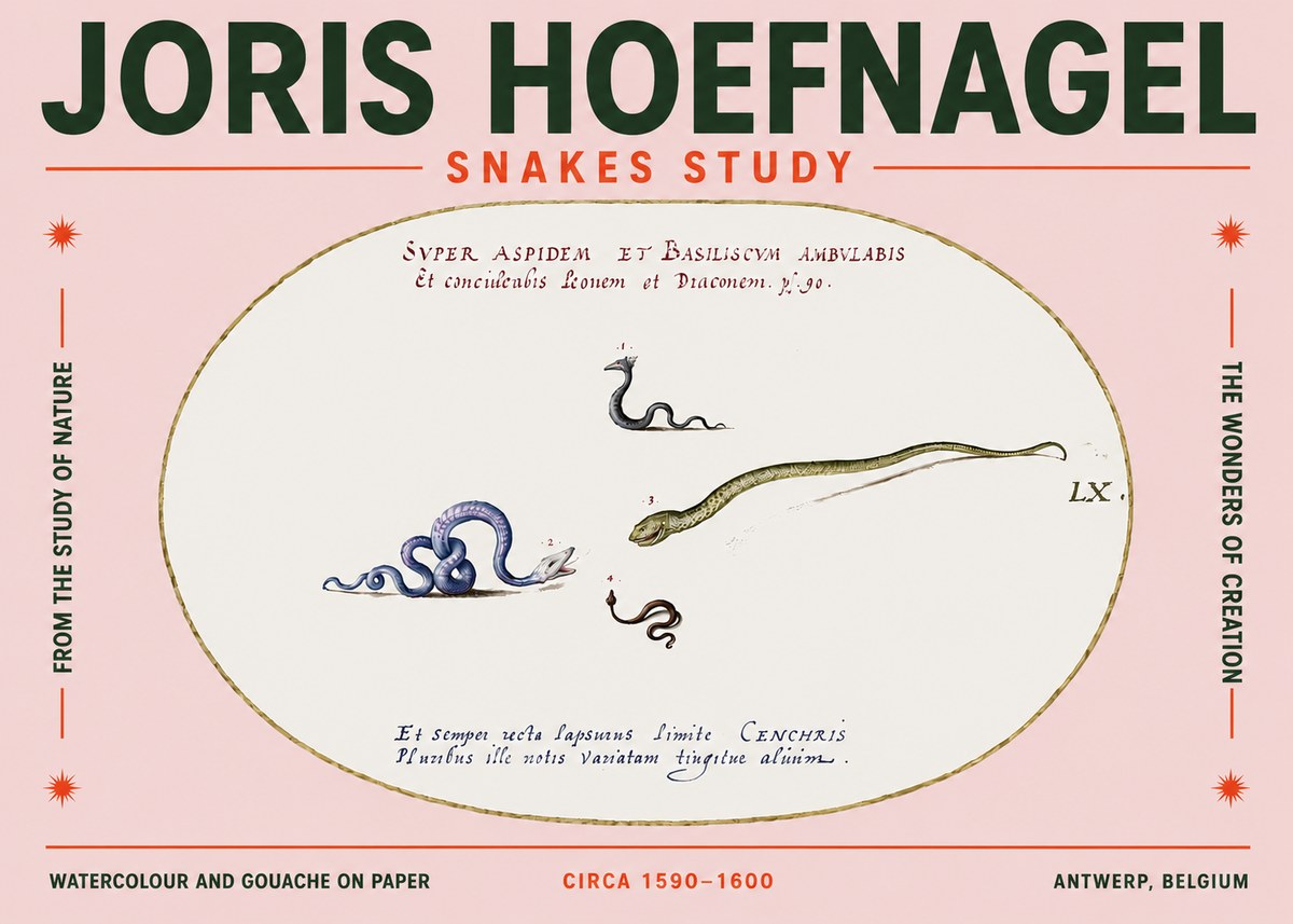 Joris Hoefnagel Studies of Serpents No5 - Plakat