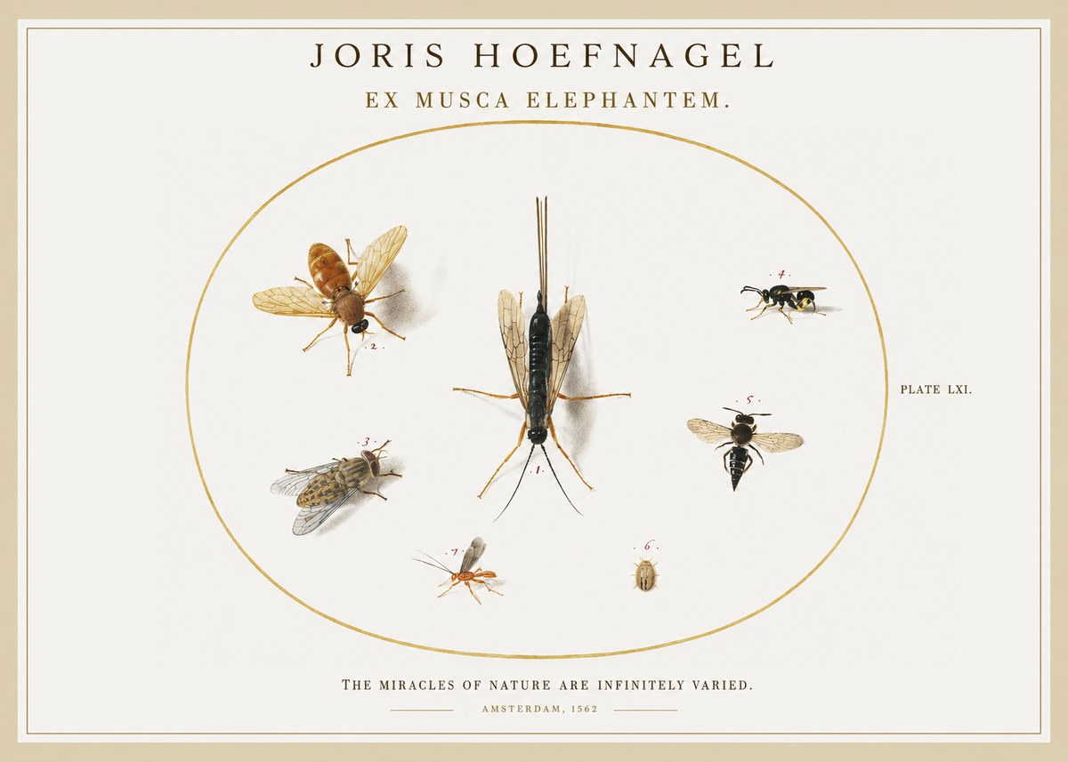 Joris Hoefnagel Ex Mvsca Elephantem. No2 - Plakat