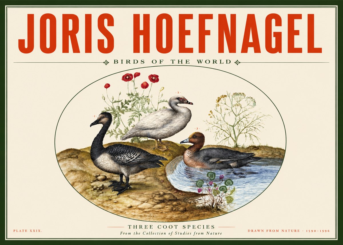 Joris Hoefnagel Three Coot Species No2 - Plakat