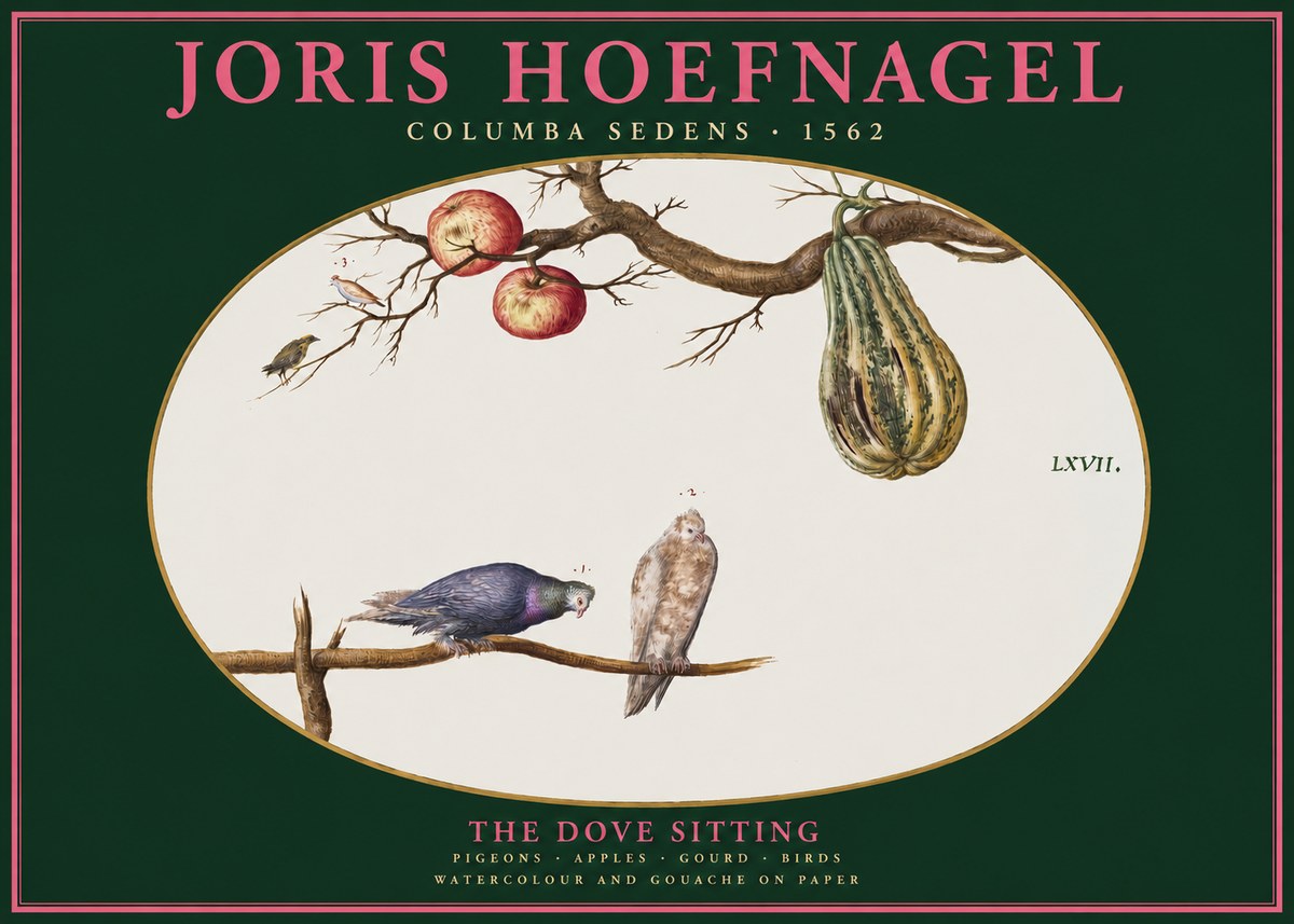 Joris Hoefnagel Pigeons Sitting. No3 - Plakat