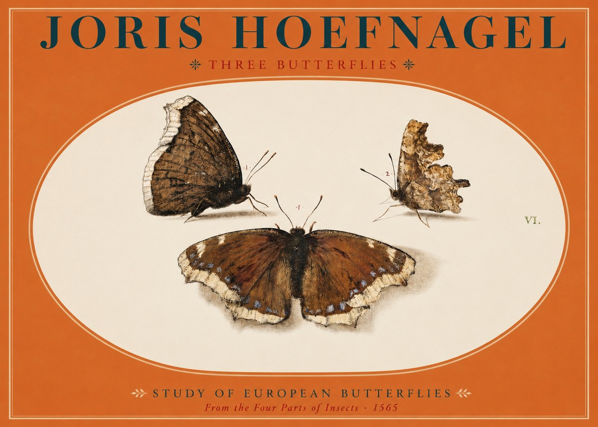 Joris Hoefnagel Three Butterflies I No2 - Plakat