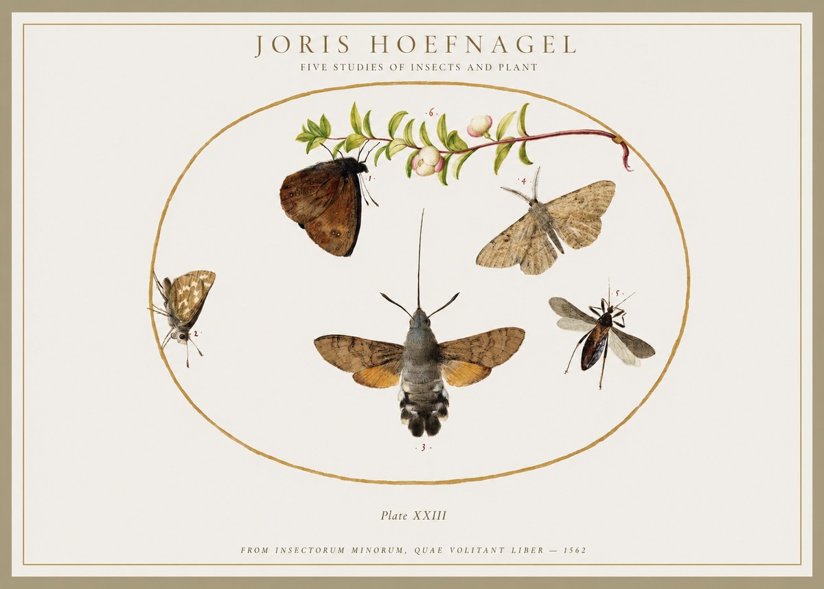 Joris Hoefnagel Five Studies of Insects and Plant No1 - Plakat