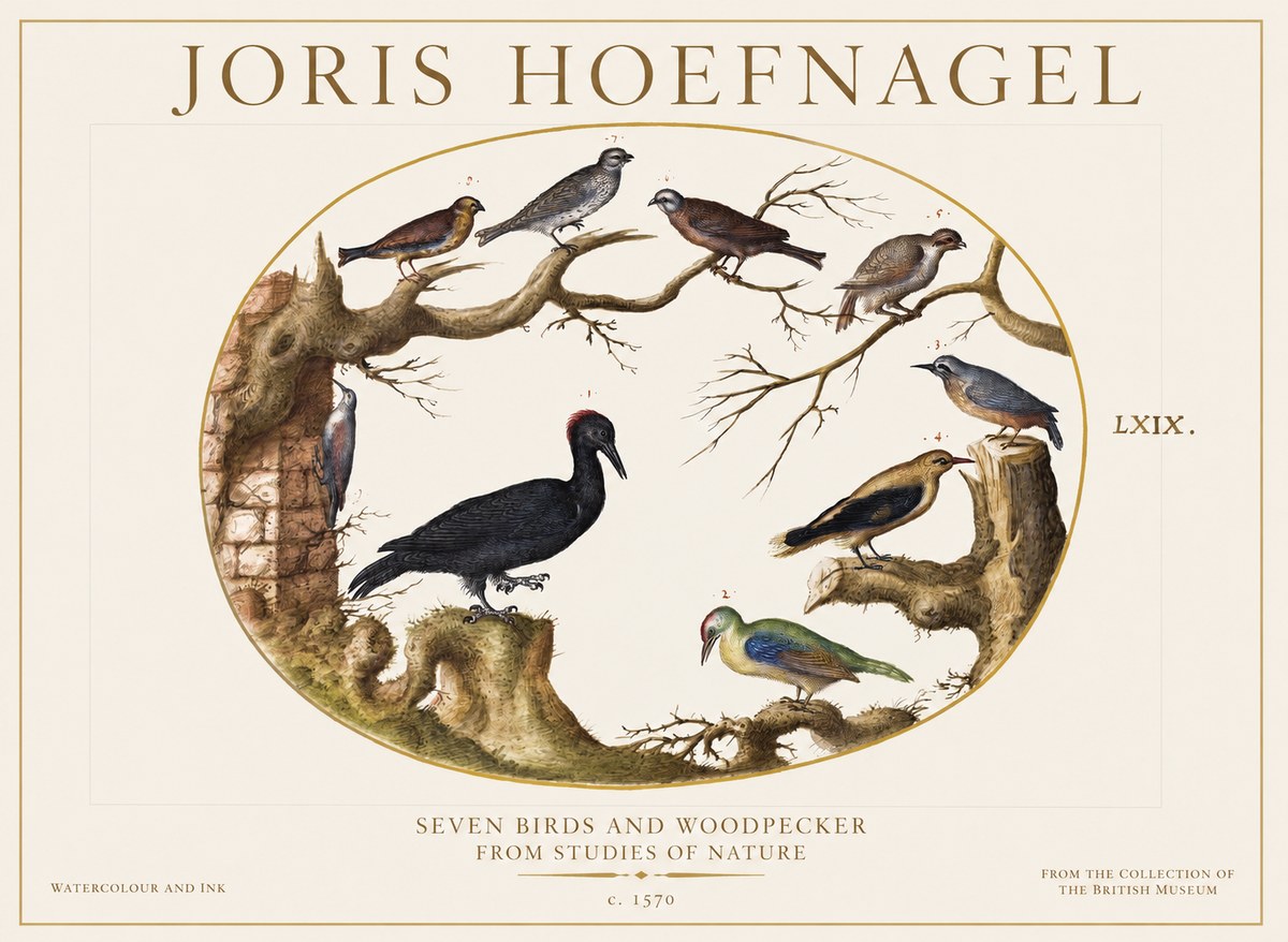Joris Hoefnagel Birds in an Oval Frame No6 - Plakat