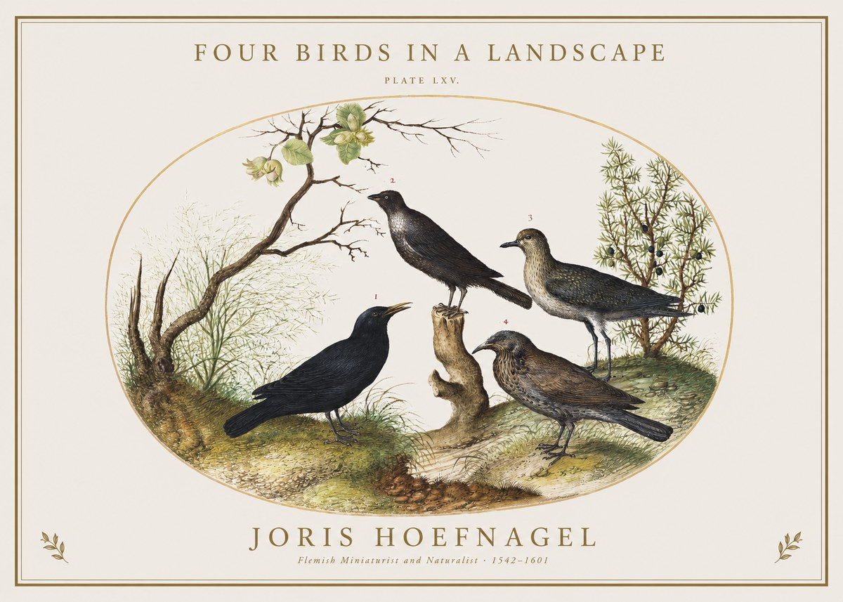 Joris Hoefnagel Four Birds in a Landscape No1 - Plakat