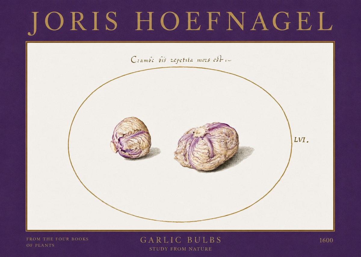 Joris Hoefnagel Garlic Bulbs Study from Nature No2 - Plakat