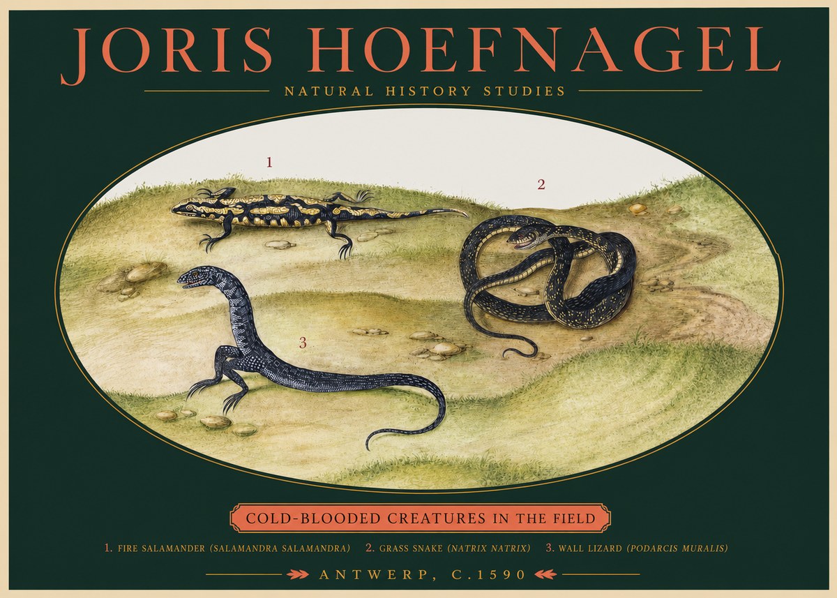 Joris Hoefnagel Cold-blooded Creatures in the Field No2 - Plakat