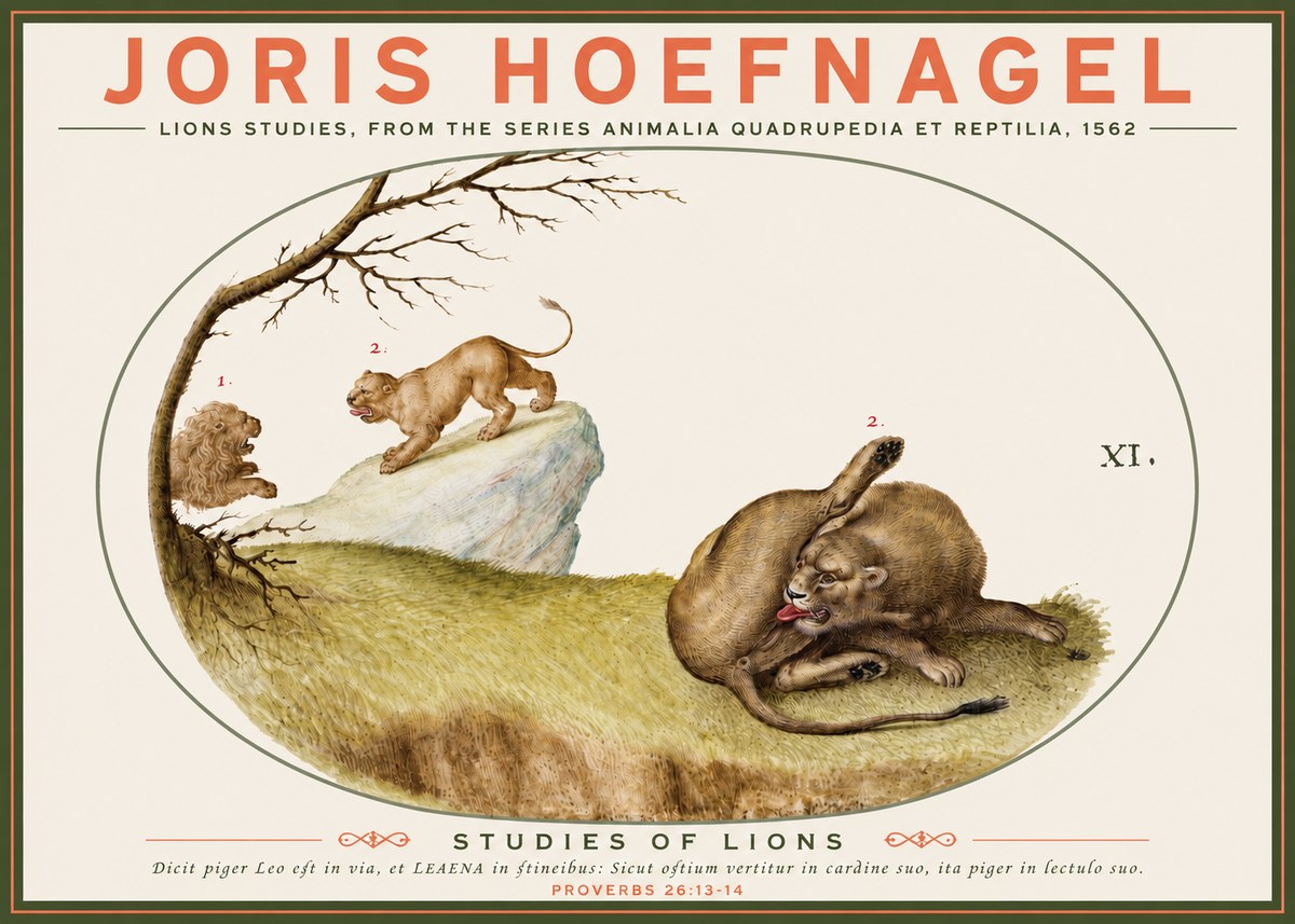Joris Hoefnagel Lions Studies No3 - Plakat