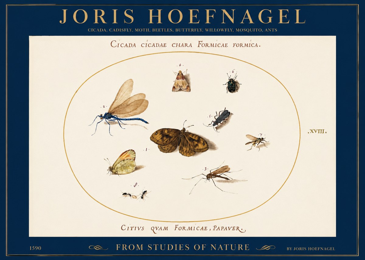 Joris Hoefnagel Cicada Cicadae Chara Formicae Formica. No2 - Plakat