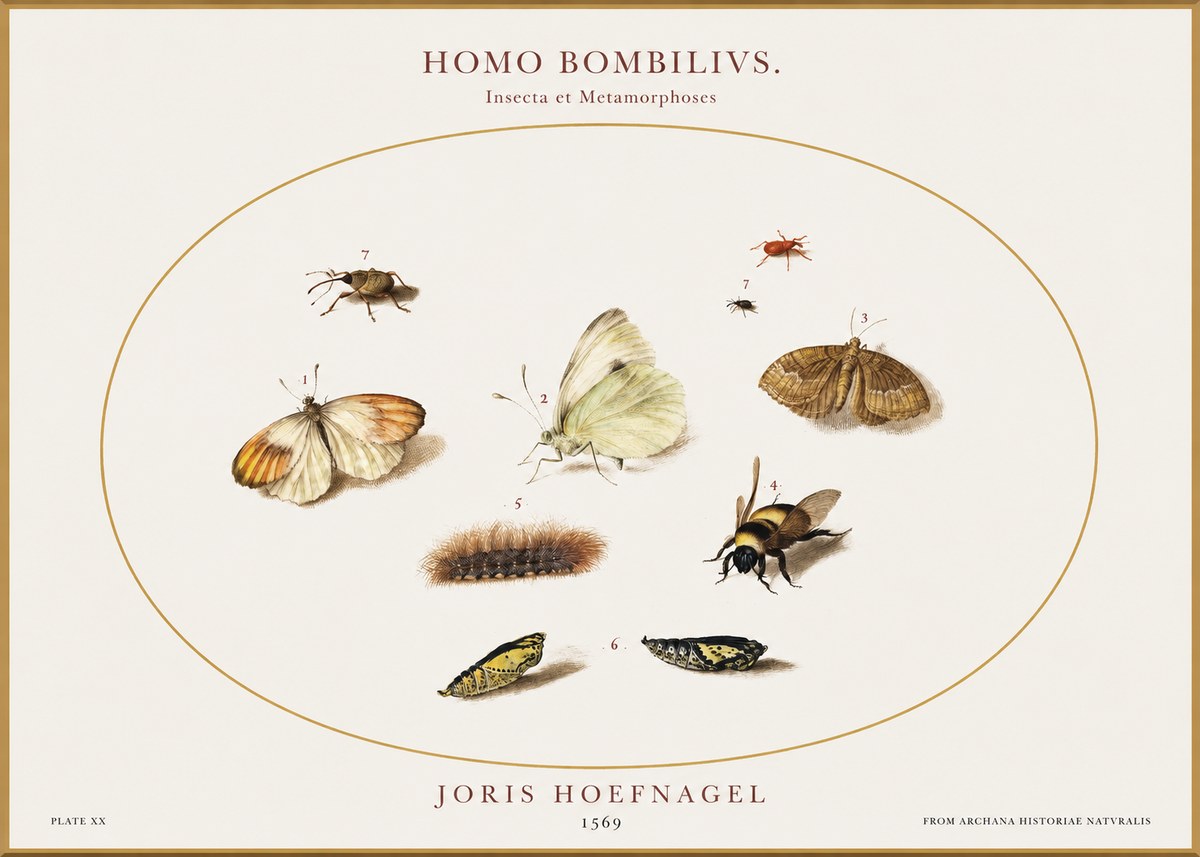 Joris Hoefnagel Homo Bombilivs. Insecta Et Metamorphoses No1 - Plakat