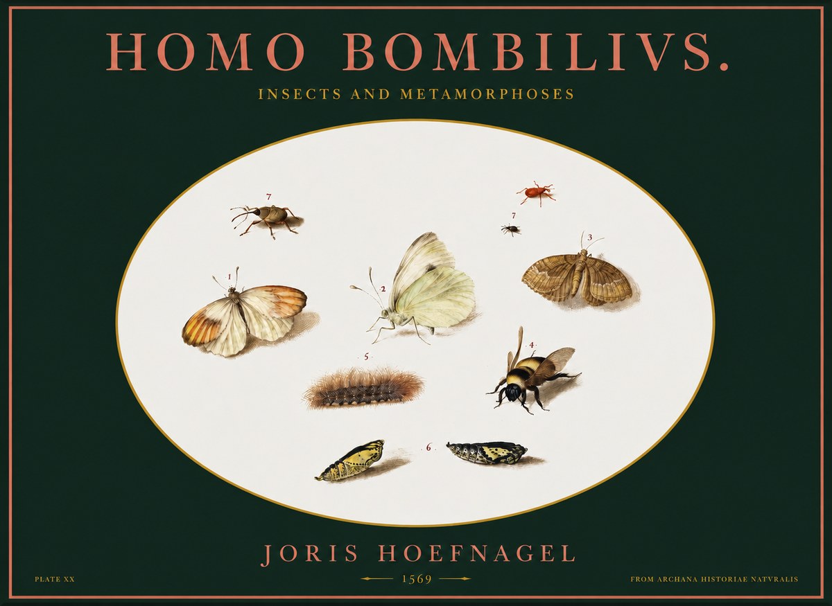 Joris Hoefnagel Homo Bombilivs. Insecta Et Metamorphoses No2 - Plakat