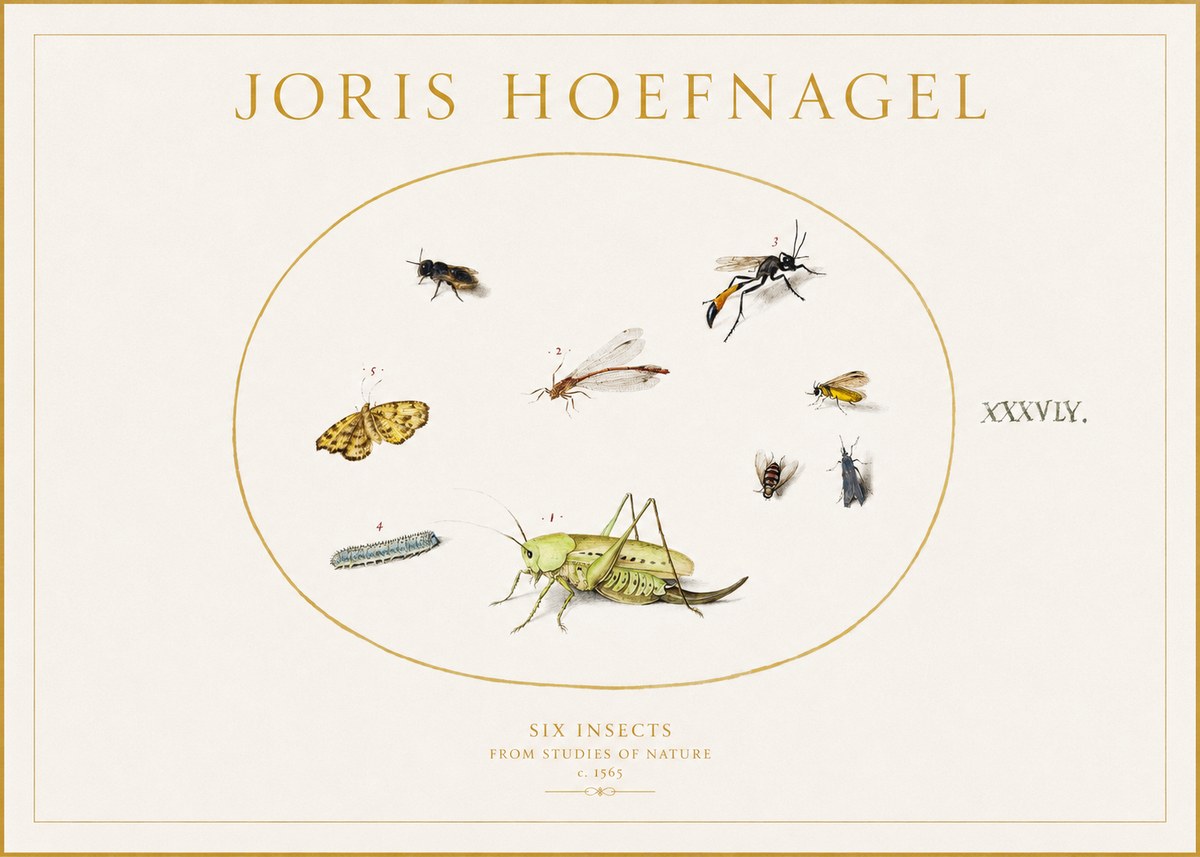 Joris Hoefnagel Six Insects from Studies of Nature C. 1565 No1 - Plakat