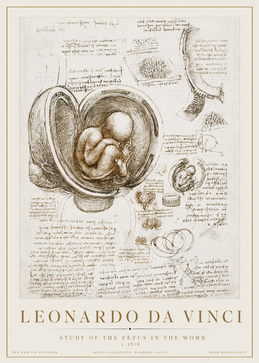 Leonardo da Vinci Studies of the Fetus in the Womb No3 - Plakat