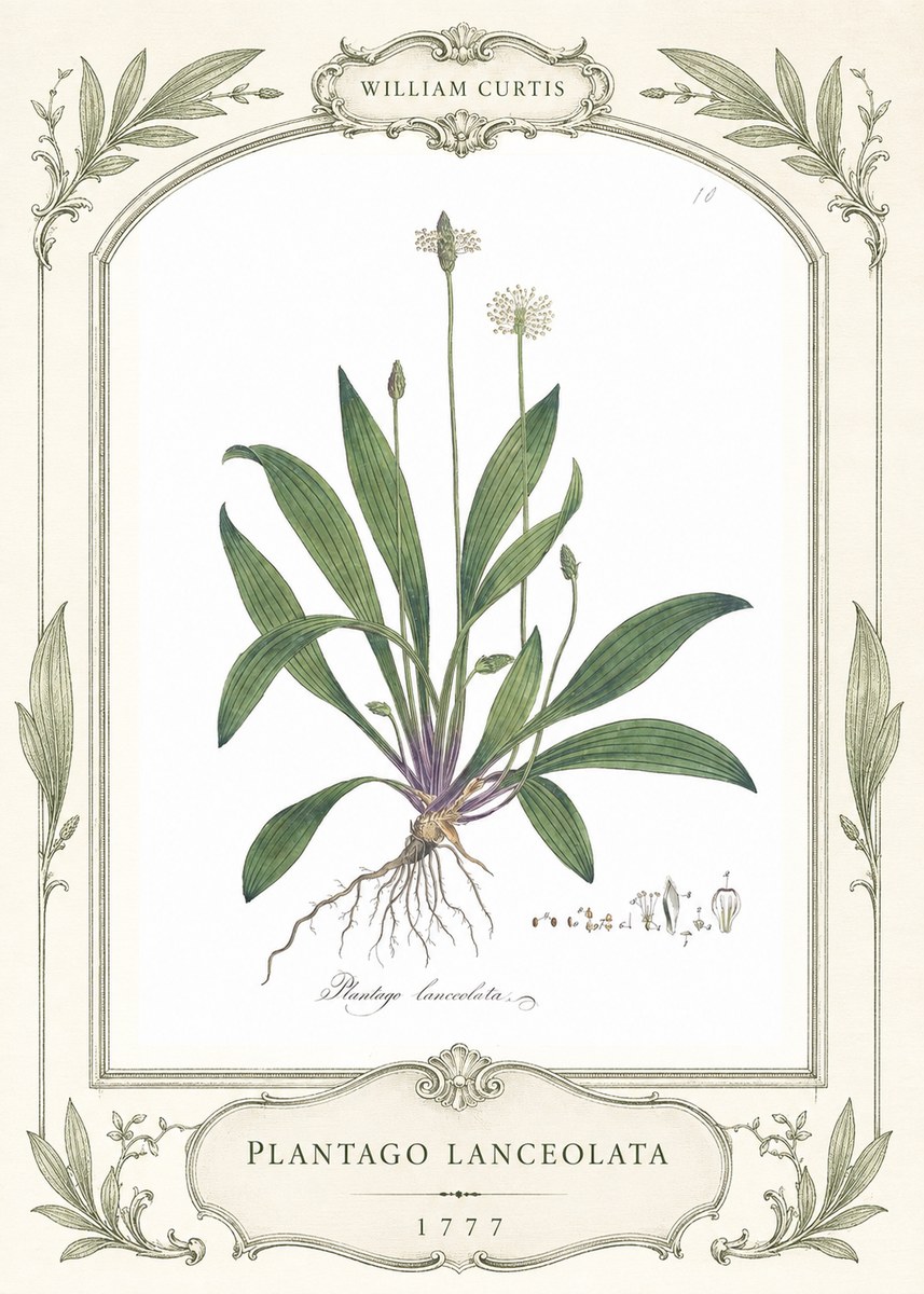 William Curtis Plantago Lanceolata II No4 - Plakat