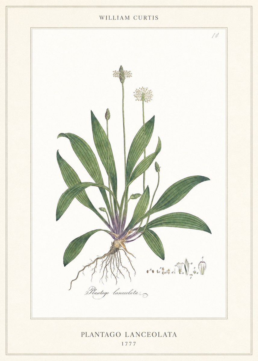 William Curtis Plantago Lanceolata II No6 - Plakat