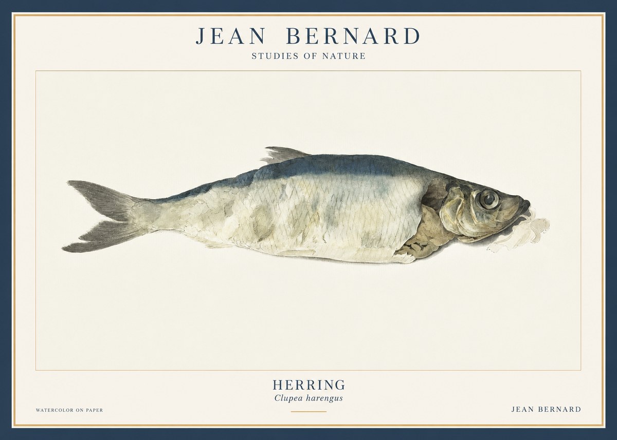 Jean Bernard Herring No3 - Plakat