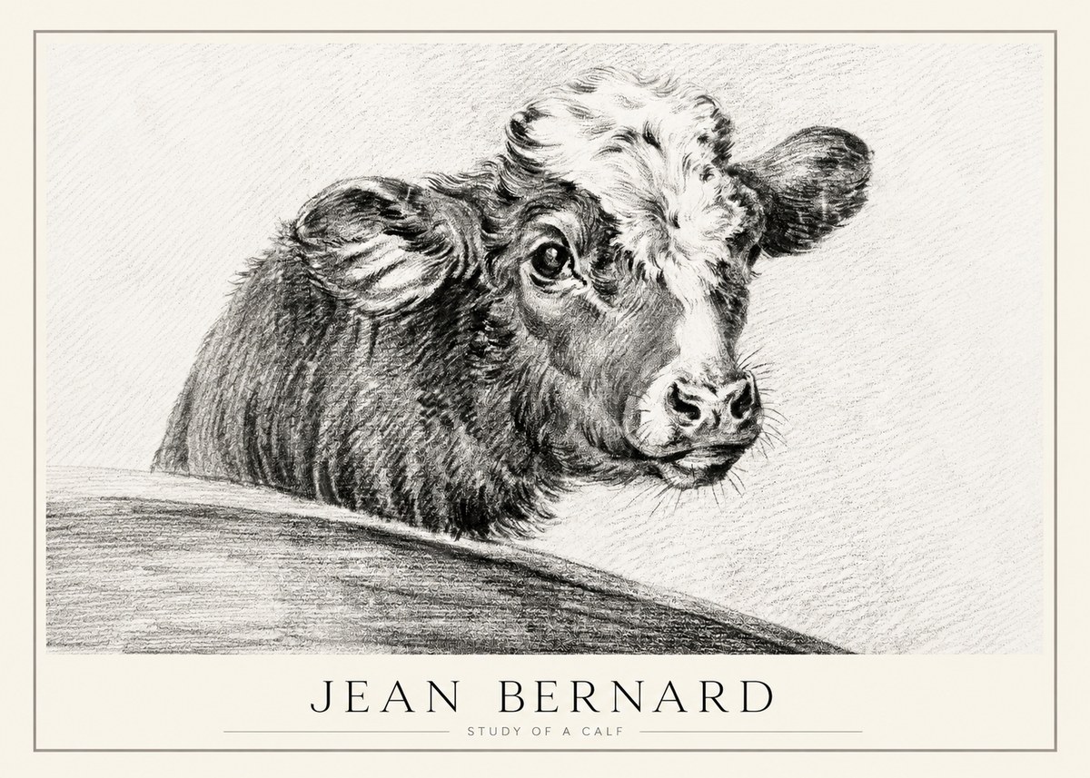 Jean Bernard Study of a Calf II No1 - Plakat