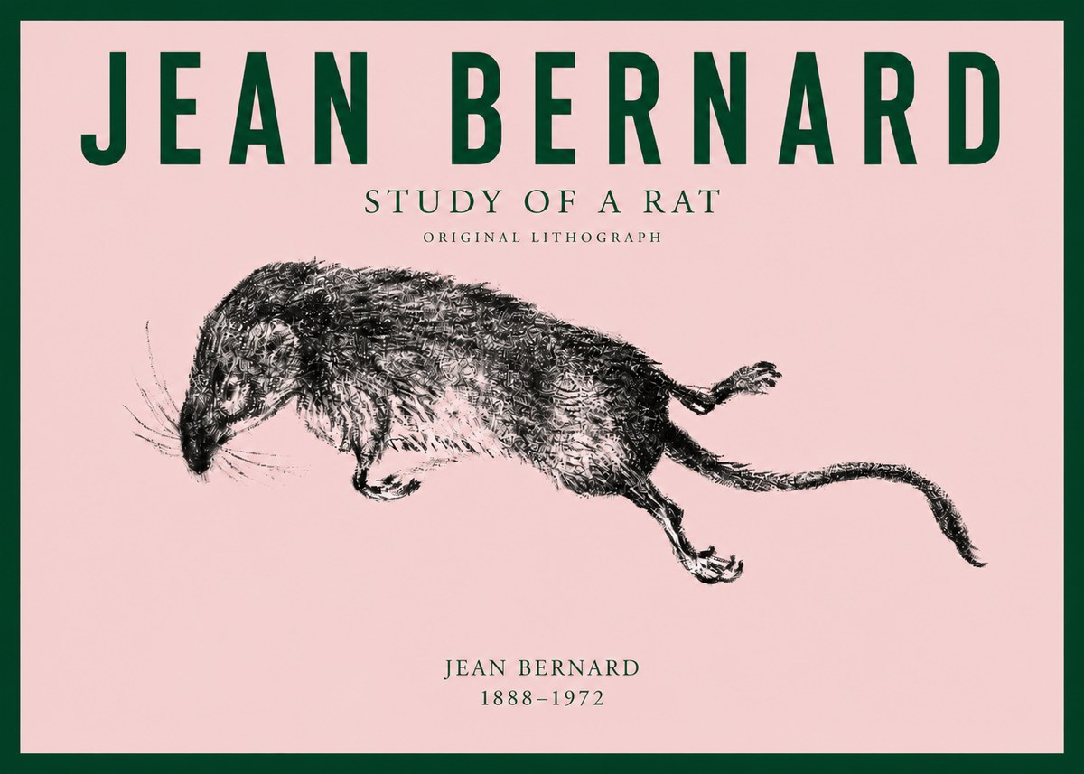 Jean Bernard Study of a Rat II No3 - Plakat