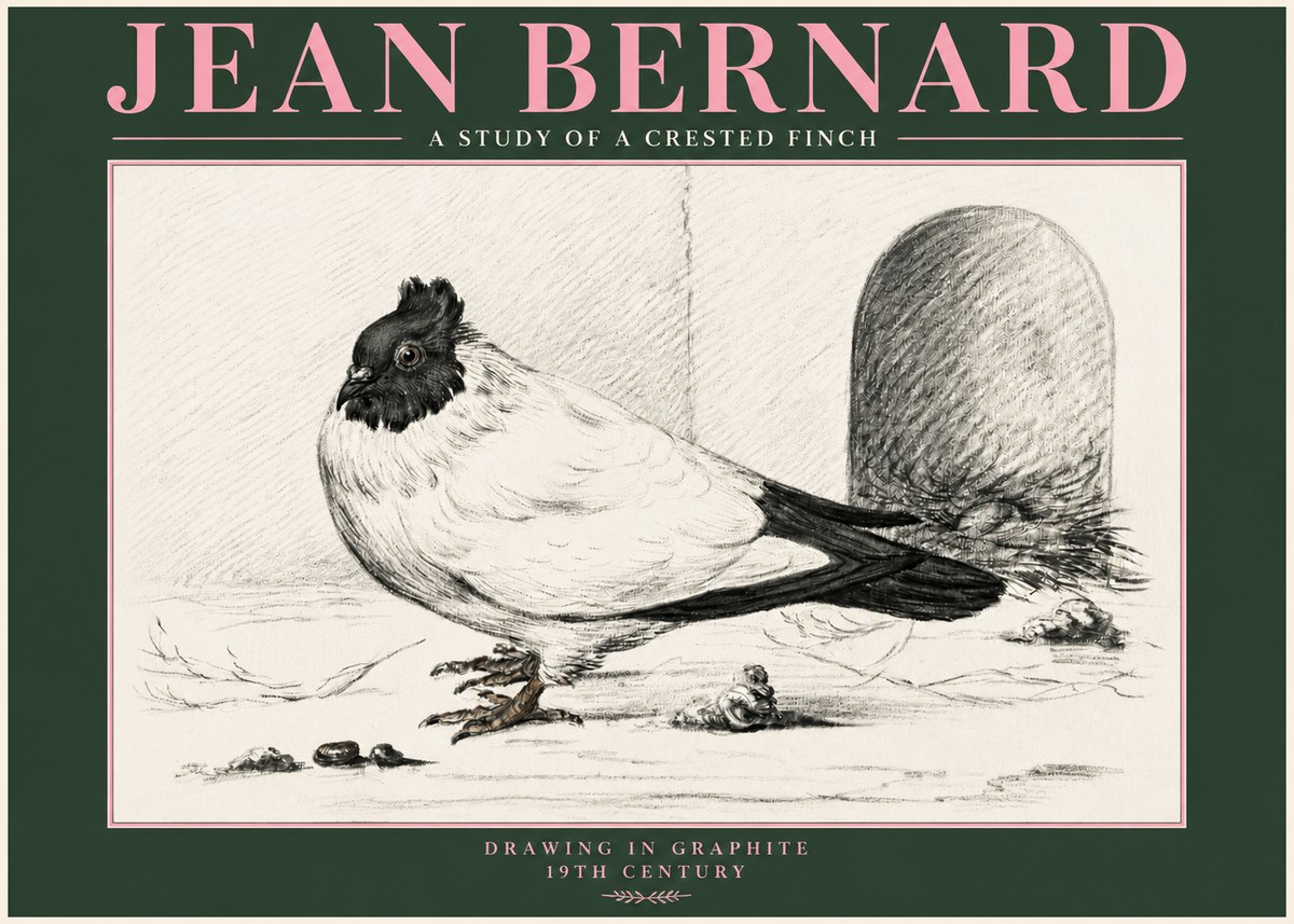 Jean Bernard A Study of a Crested Finch No3 - Plakat