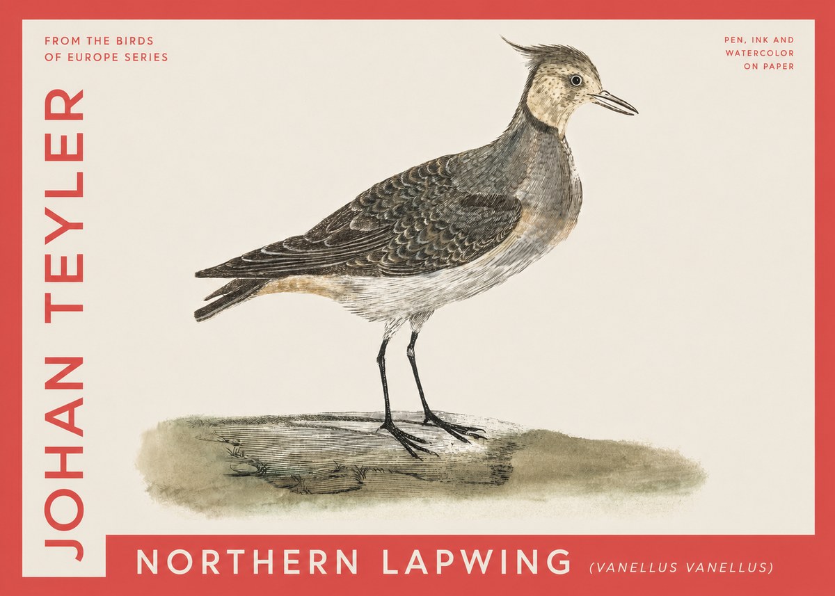 Johan Teyler Northern Lapwing (Vanellus Vanellus) No4 - Plakat