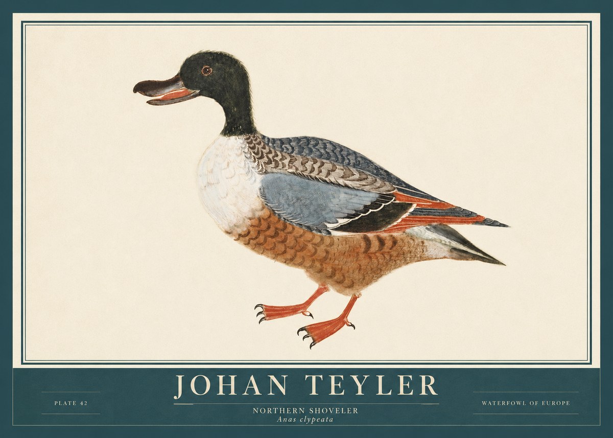 Johan Teyler Northern Shoveler (Anas Clypeata) No3 - Plakat