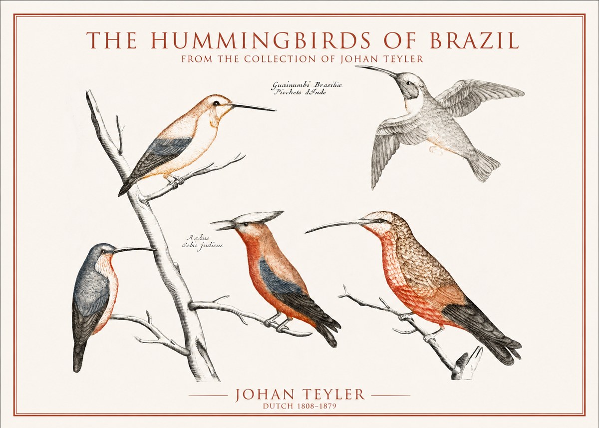 Johan Teyler The Hummingbirds of Brazil from the Collection of Johan Teyler No1 - Plakat