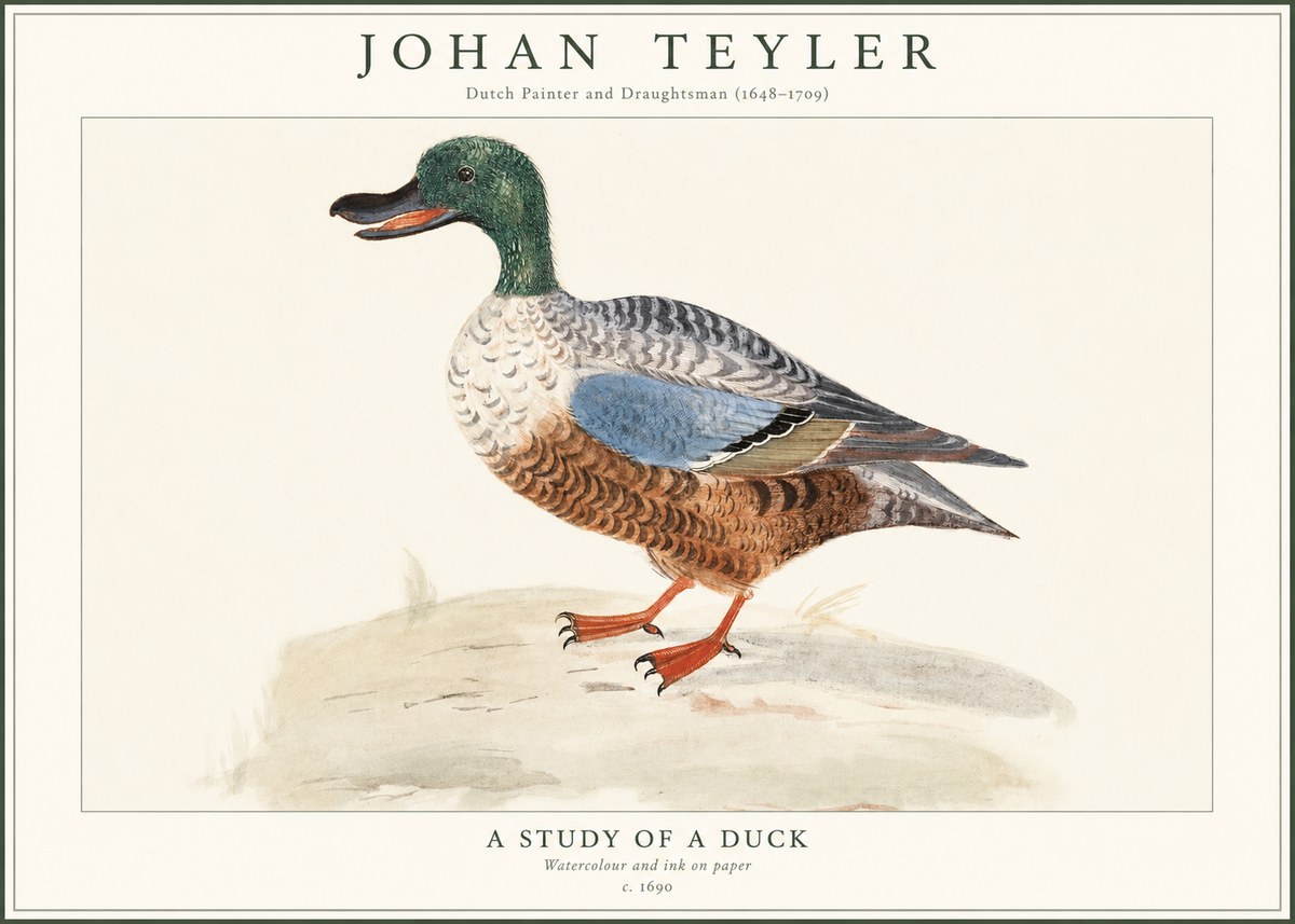 Johan Teyler A Study of a Duck No1 - Plakat