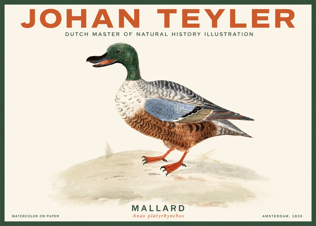 Johan Teyler A Study of a Duck No3 - Plakat