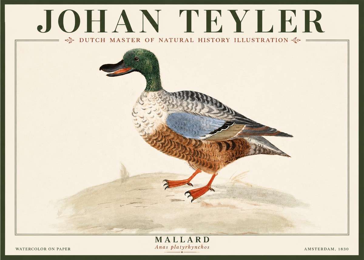 Johan Teyler A Study of a Duck No5 - Plakat