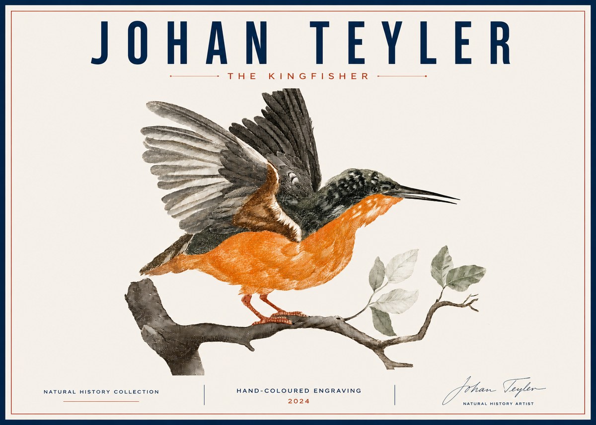 Johan Teyler Kingfisher No6 - Plakat