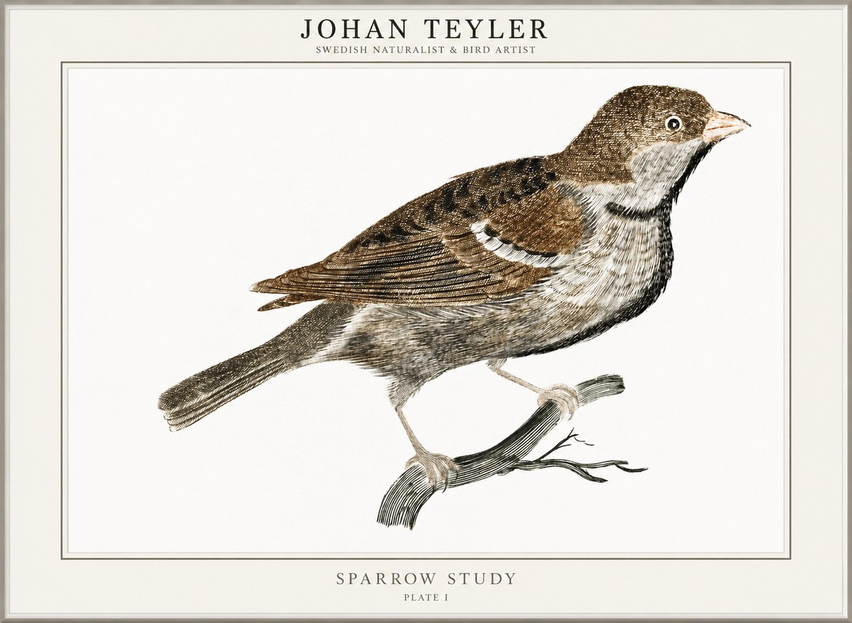 Johan Teyler Sparrow Study No1 - Plakat