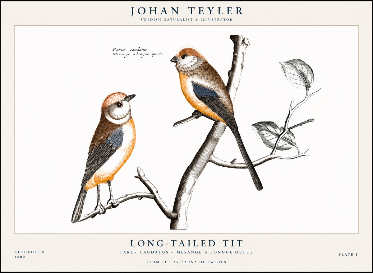 Johan Teyler Long-tailed Tit No1 - Plakat