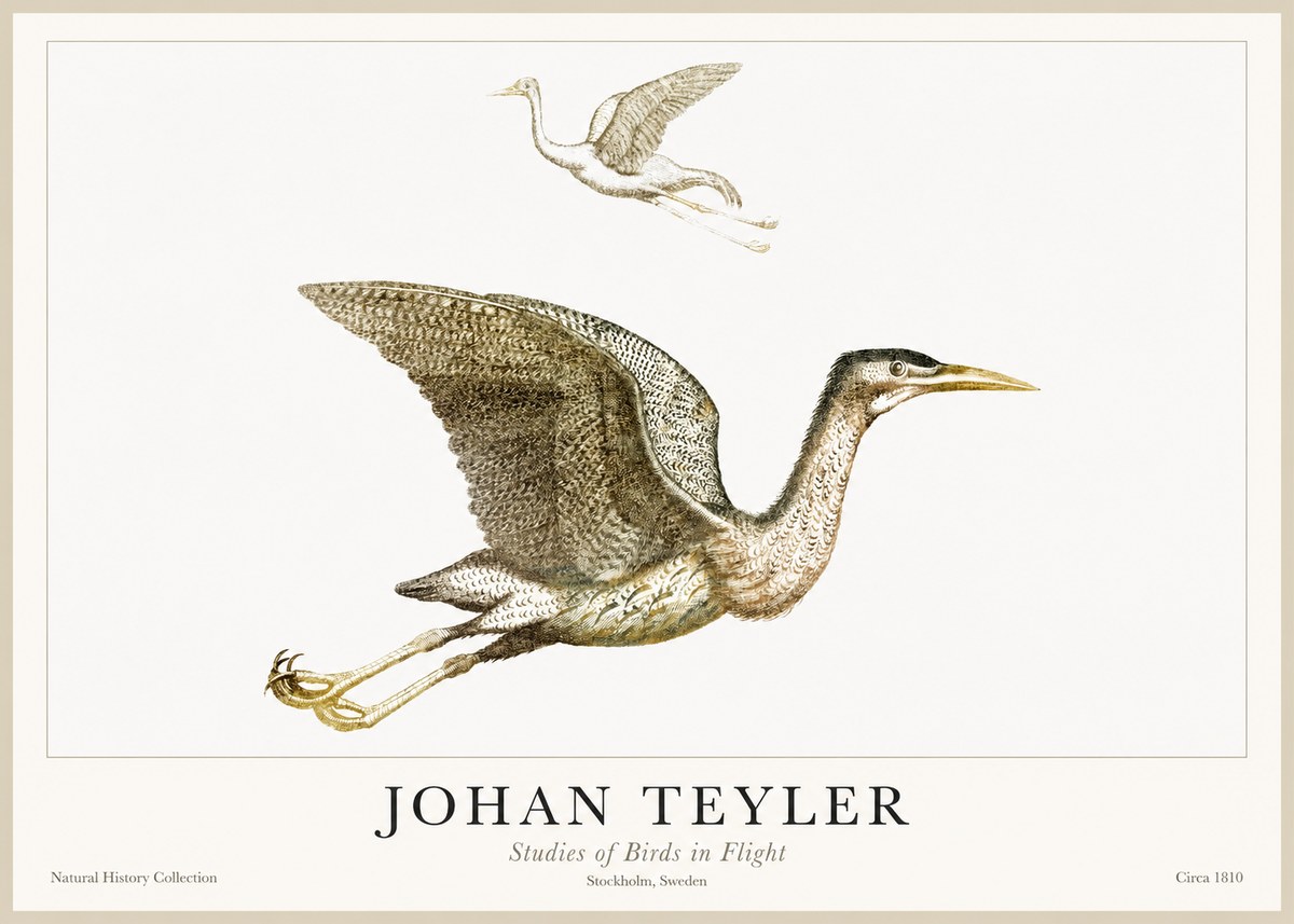 Johan Teyler Studies of Birds in Flight No1 - Plakat