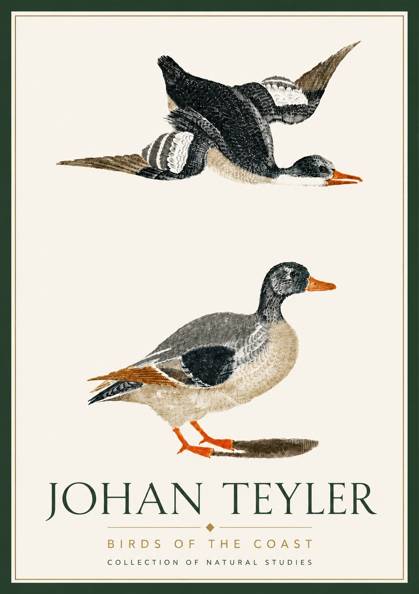Johan Teyler Birds of the Coast No6 - Plakat