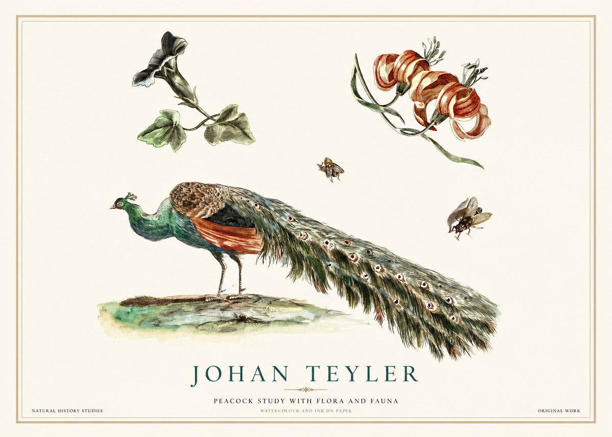 Johan Teyler Peacock Study with Flora and Fauna No1 - Plakat