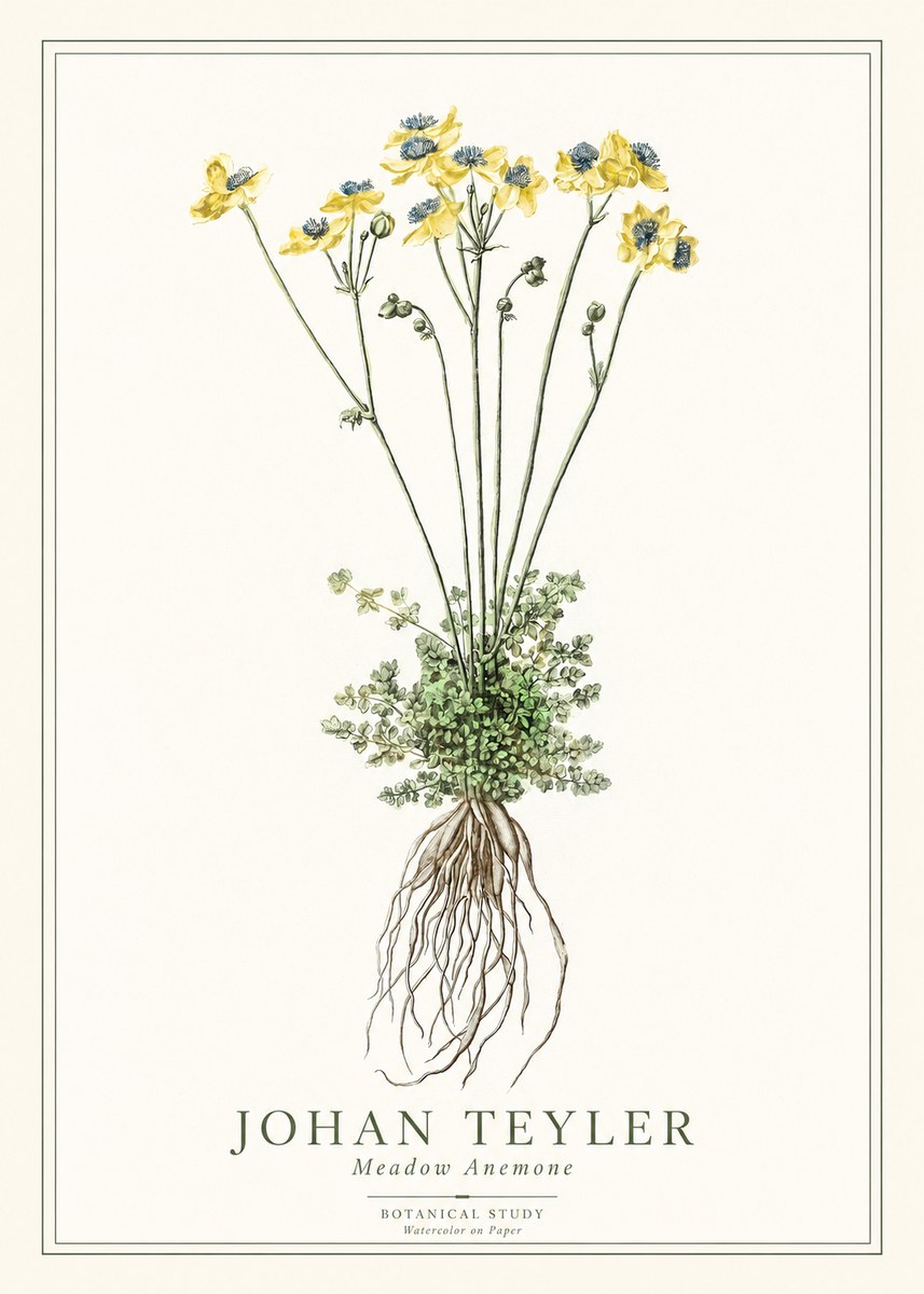 Johan Teyler Meadow Anemone No1 - Plakat