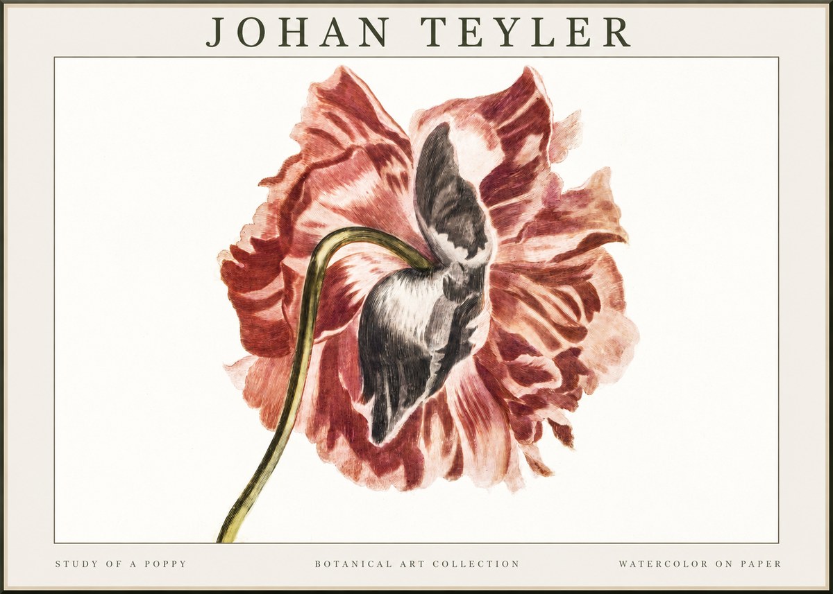 Johan Teyler Study of a Poppy No1 - Plakat
