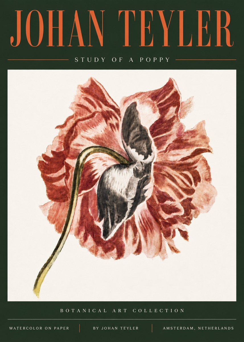 Johan Teyler Study of a Poppy No5 - Plakat