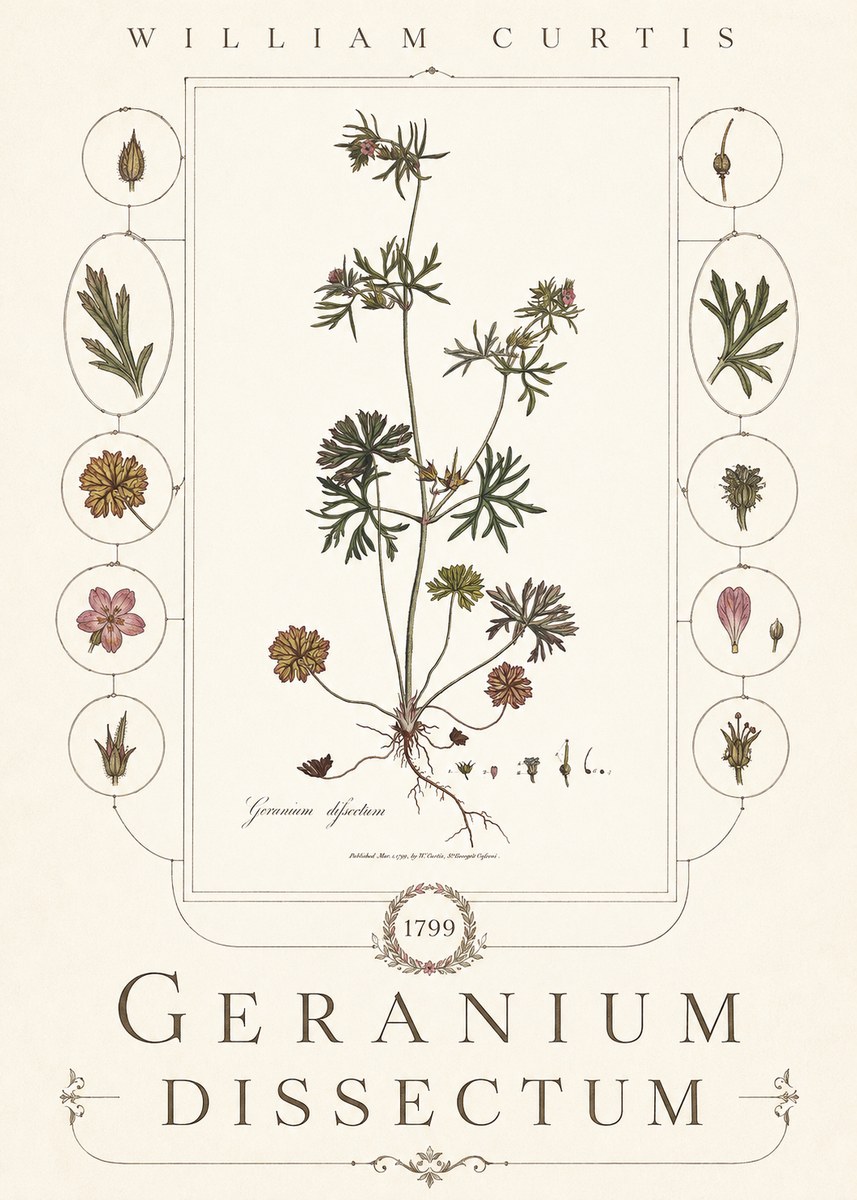 William Curtis Geranium Dissectum I No6 - Plakat