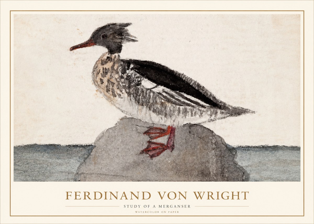 Ferdinand von Wright Study of a Merganser No1 - Plakat