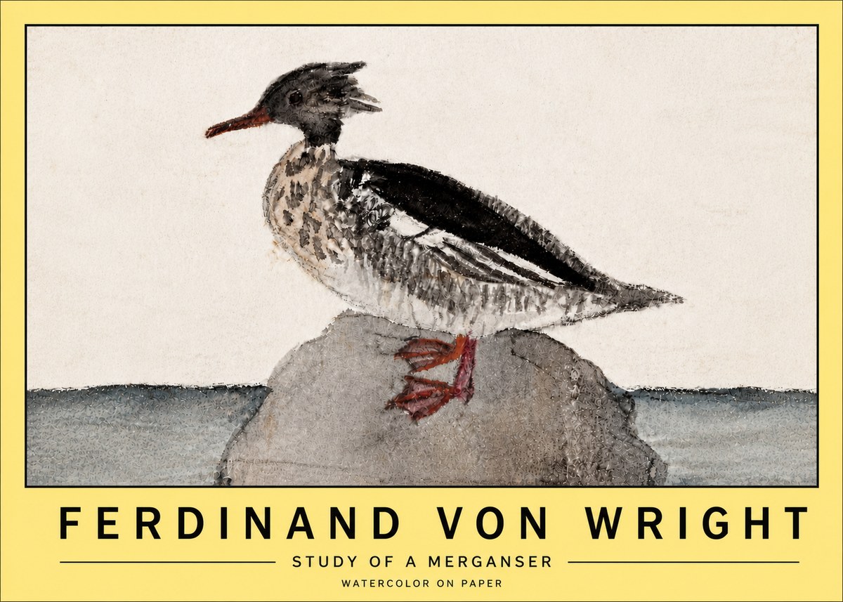 Ferdinand von Wright Study of a Merganser No5 - Plakat