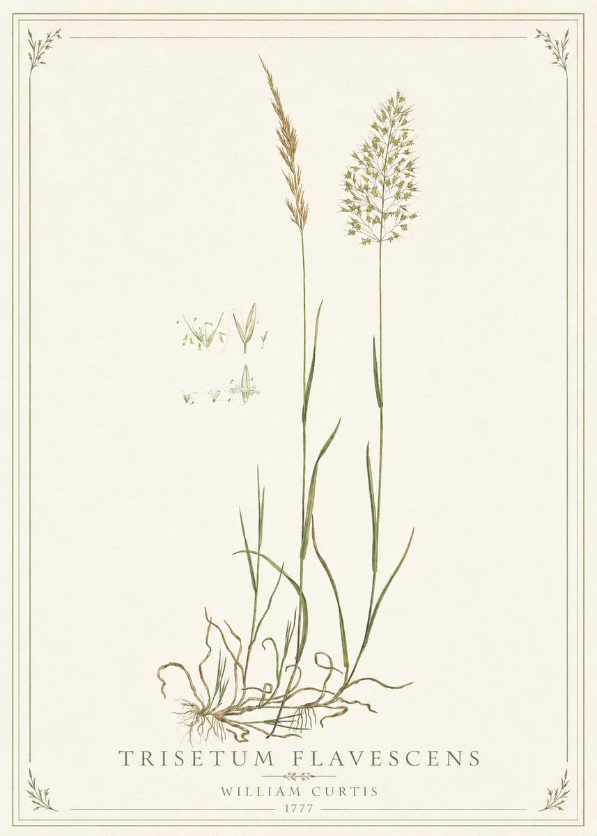 William Curtis Trisetum Flavescens II No1 - Plakat