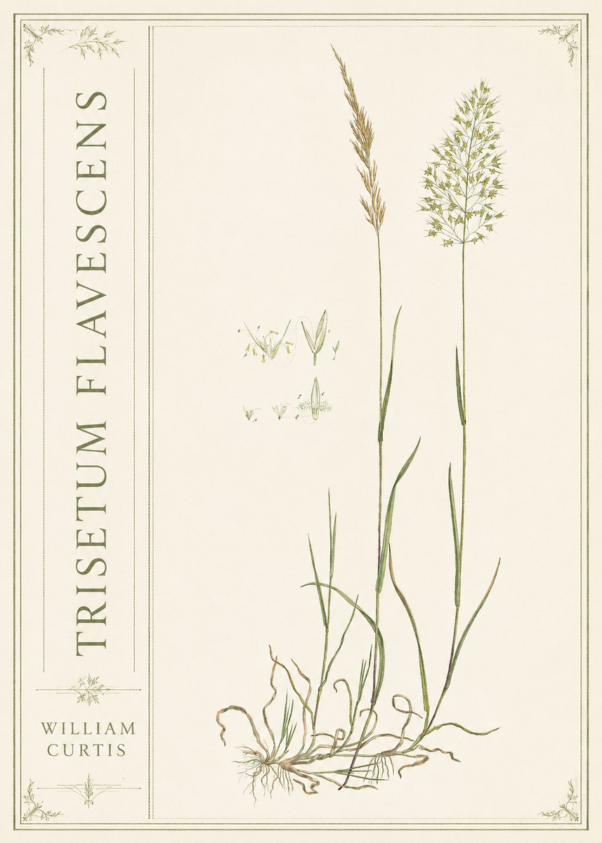 William Curtis Trisetum Flavescens II No2 - Plakat