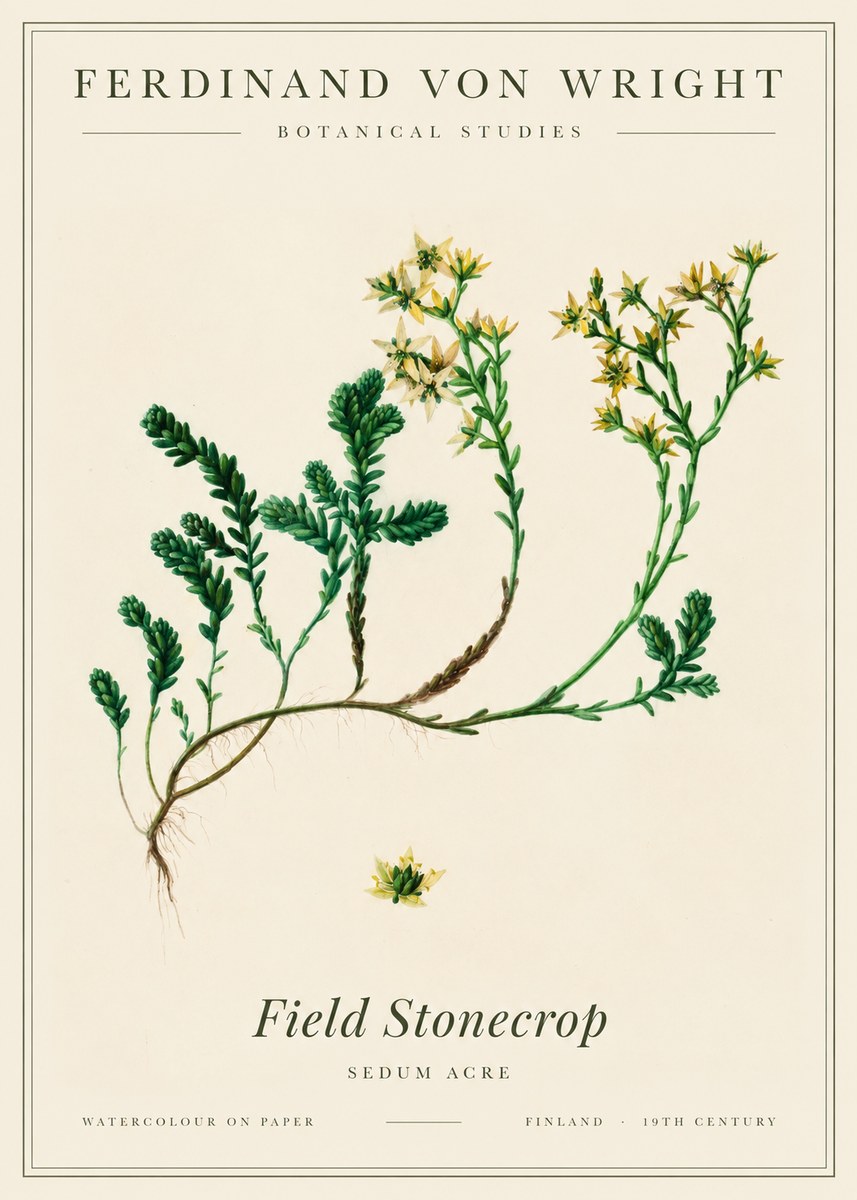 Ferdinand von Wright Botanical Study No3 - Plakat