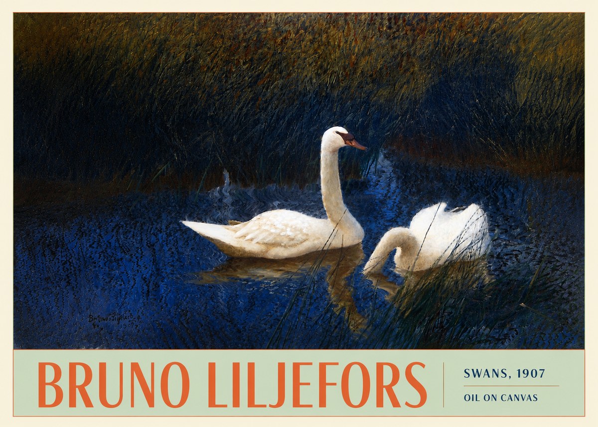 Bruno Liljefors Swans, 1907 No3 - Plakat