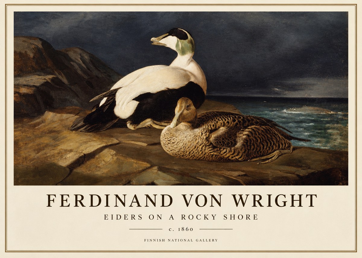 Ferdinand von Wright Eiders on a Rocky Shore No1 - Plakat