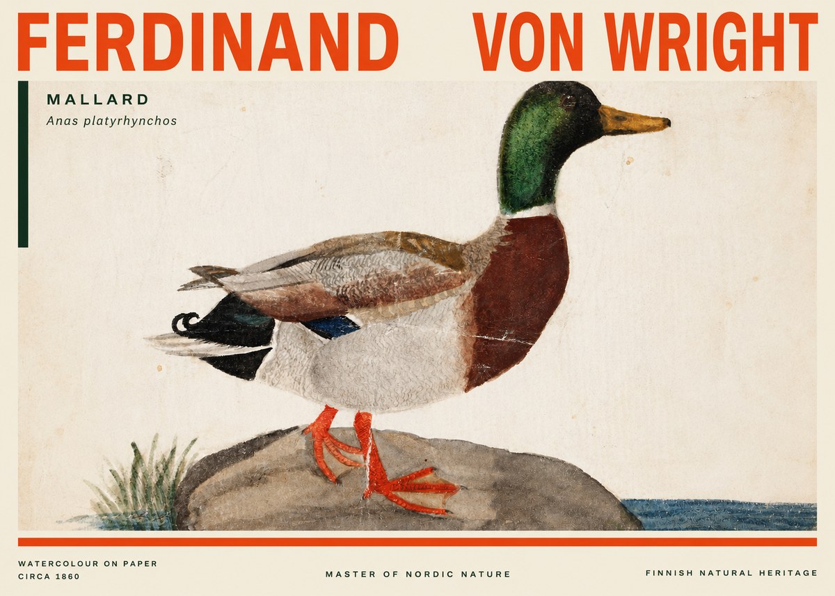 Ferdinand von Wright Mallard (Anas Platyrhynchos) No3 - Plakat