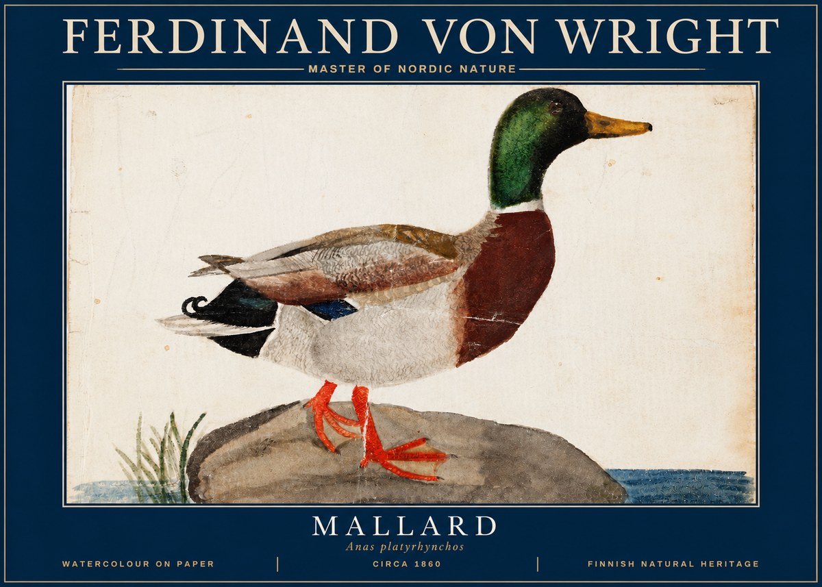Ferdinand von Wright Mallard (Anas Platyrhynchos) No4 - Plakat