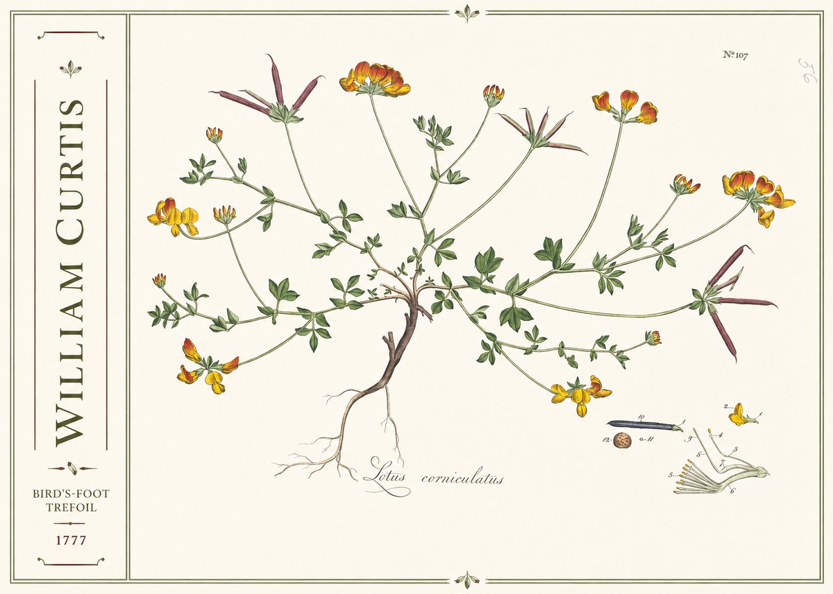 William Curtis Bird's-foot Trefoil No2 - Plakat