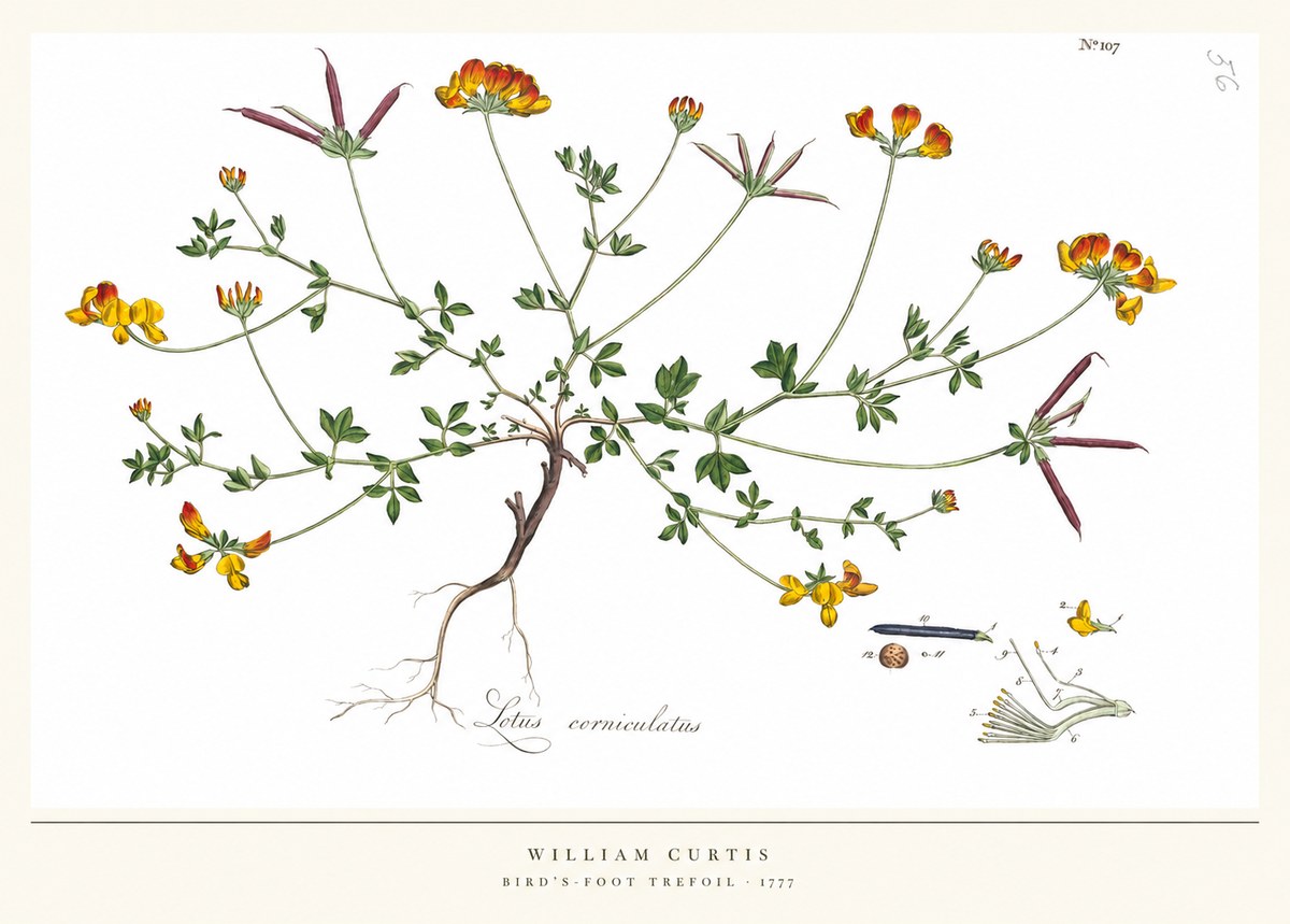 William Curtis Bird's-foot Trefoil No5 - Plakat